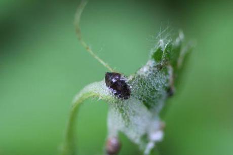 1 cercope larve romi 18 mai 2014 002 (7).jpg