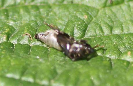 11 cercope romi 5 juin 2014 033.jpg