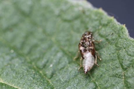 6 cercope romi 5 juin 2014 017.jpg