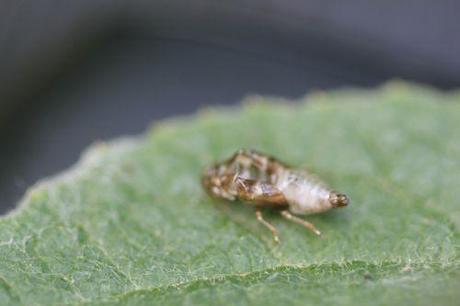 4 cercope romi 5 juin 2014 016.jpg