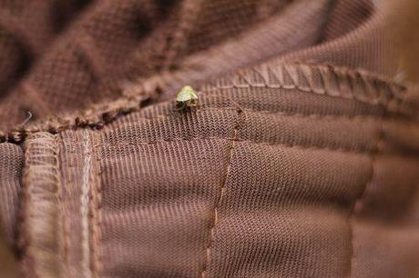 15 cercope romi 5 juin 2014 043.jpg