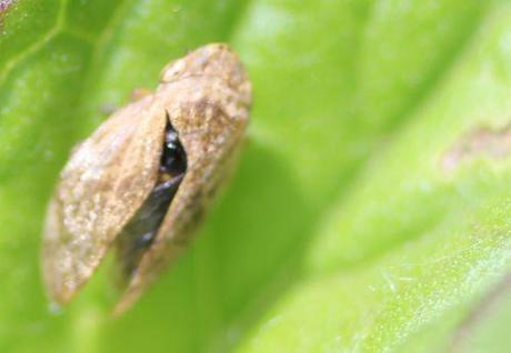 12 cercope romi 5 juin 2014 040.jpg