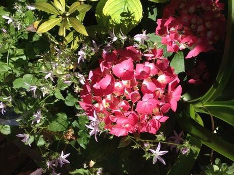 Défi hortensia encore une réussite !