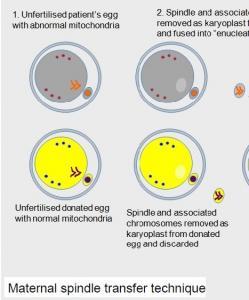 FIV et risque mitochondrial: 3 parents pour un bébé  – Human Fertilisation and Embryology Association