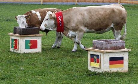 Appelez ces animaux: les « Madame Irma » du football