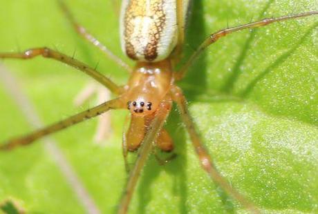 4 tetragnatha rec romi 5 juin 2014 032.jpg