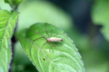 1 tetragnatha romi 5 juin 2014 022.jpg
