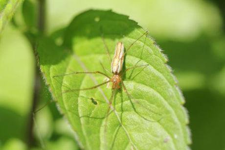 2 tetragnatha romi 5 juin 2014 032.jpg