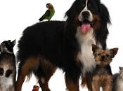 Bientôt taxe animaux dans toute l’Europe