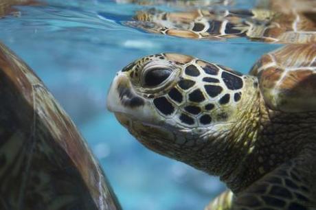 Tortue verte, Bora Bora, Polynésie Française