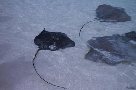 Danse de raies, Bora Bora, Polynésie Française