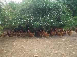 Consommez local 84659557_o