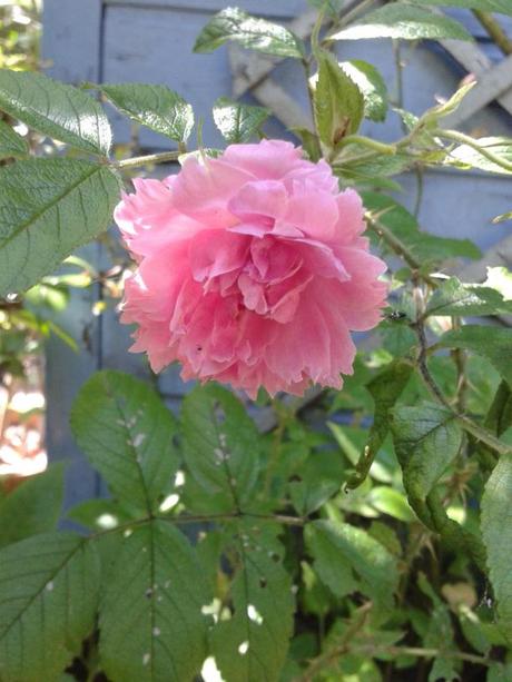 rose rose oeillet