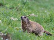 Marmotte sous pluie…