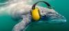 Le Parlement européen vote contre la pollution sonore sous-marine