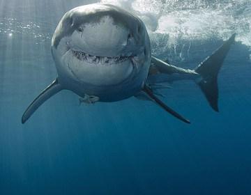 ANIMAUX. Vidéo: Un monstre marin inconnu avale un requin de plus de 2 mètres