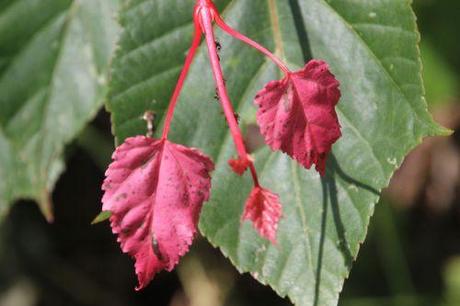 4 acer capillipes romi 8juin 2014 015 (2).jpg