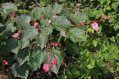 3 acer capillipes romi 8juin 2014 015 (1).jpg