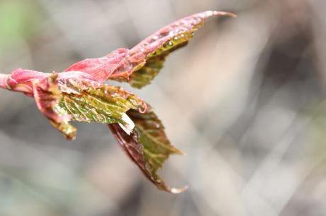 2 acer capillipes romi 29 mars 2014 042 (5).jpg