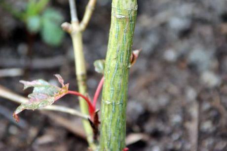 1 acer capillipes romi 11 avril 2014 032 (1).jpg