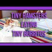 Les hamsters adorent les mini burritos, la preuve en vidéo - Yes I Will