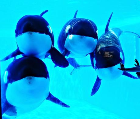 Les orques, la captivité et Blackfish