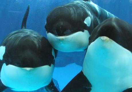 Les orques, la captivité et Blackfish