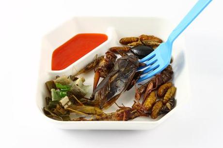 insectes-comestibles-eat-manger-plats-mogwaii (44)
