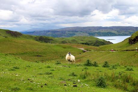 peninsule Ardnamurchan 4   Road trip en Écosse I : les highlands et la route des îles