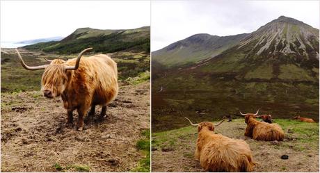 vache cadree Road trip en Écosse I : les highlands et la route des îles