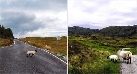 moutons cadres Road trip en Écosse I : les highlands et la route des îles