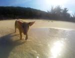 L’Ile d’Exuma aux Bahamas: plages de rêve, iguanes et baignade avec les cochons !