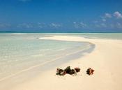 L’Ile d’Exuma Bahamas: plages rêve, iguanes baignade avec cochons