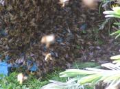 Région Haute-Normandie chercheurs l'INRA volent secours abeilles