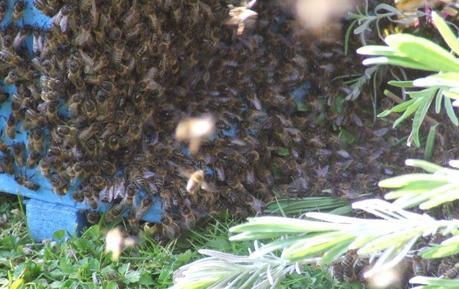 La Région Haute-Normandie et les chercheurs de l'INRA volent au secours des abeilles