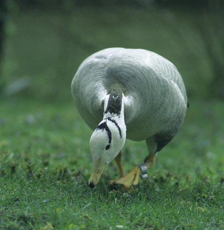 Ornithologie munichoise: la mue des oies dans le parc de Nymphenburg et au jardin anglais