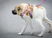 Pig, chien plus court autres