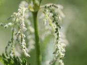 sexualité piquante l'ortie