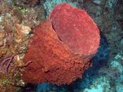 station sous-marine large Floride