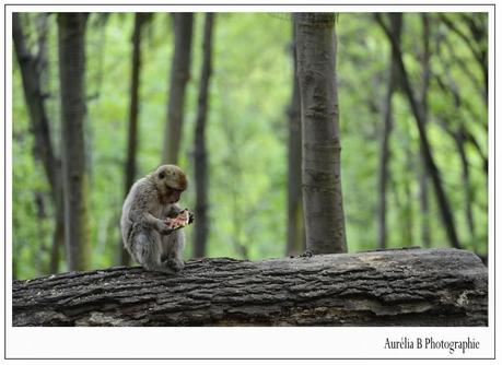 La montagne des singes