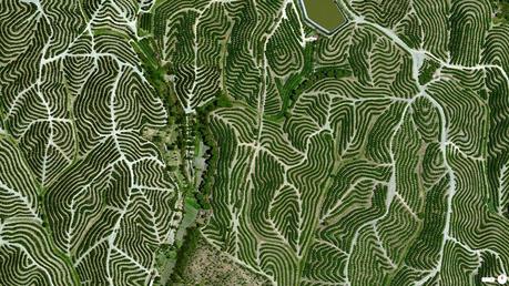 vineyards-in-huelva-spain-from-above-aerial-satellite
