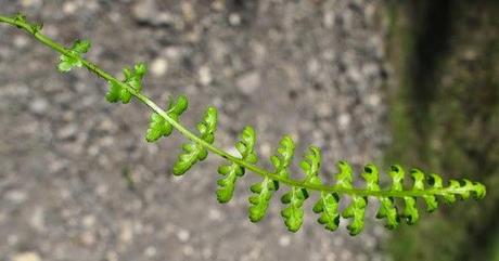 Doradille des fontaines