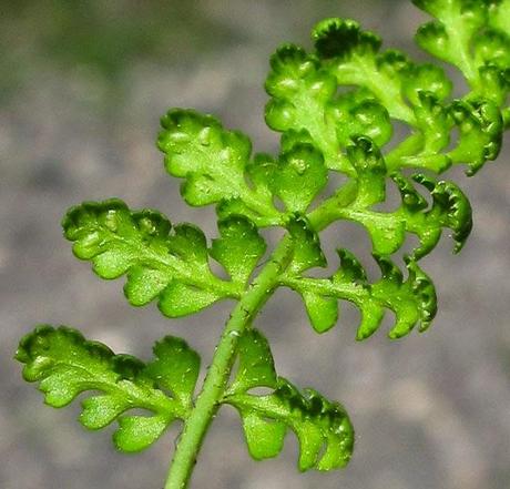 Doradille des fontaines