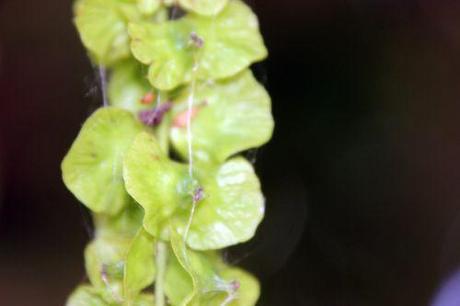 6 pterocarya marnay 12 juin 2014 072 (9).jpg