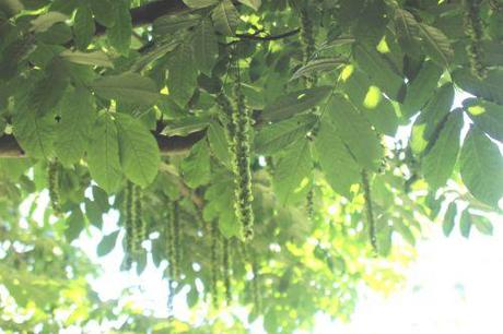 2 pterocarya stenophila marnay 12 juin 2014 072 (1).jpg