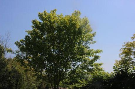 1 pterocarya stenophila  marnay 12 juin 2014 068.jpg