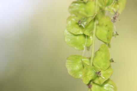 5 pterocarya marnay 12 juin 2014 072 (6).jpg
