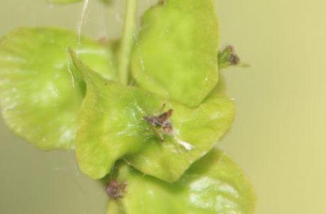 9 pterocarya fleur marnay 12 juin 2014 072 (6).jpg