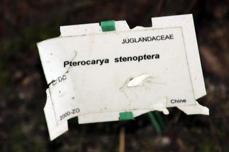 11 pterocarya marnay 12 juin 2014 072 (12).jpg