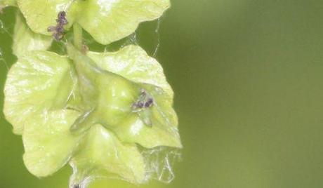 8 pterocarya fl marnay 12 juin 2014 072 (2).jpg